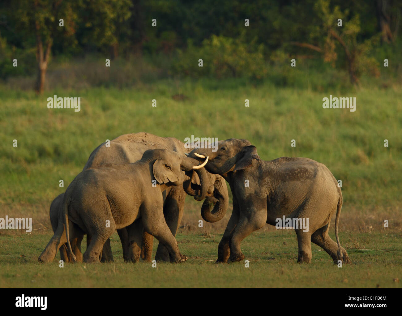 La lutte contre les éléphants asiatiques à Corbett National Park Banque D'Images