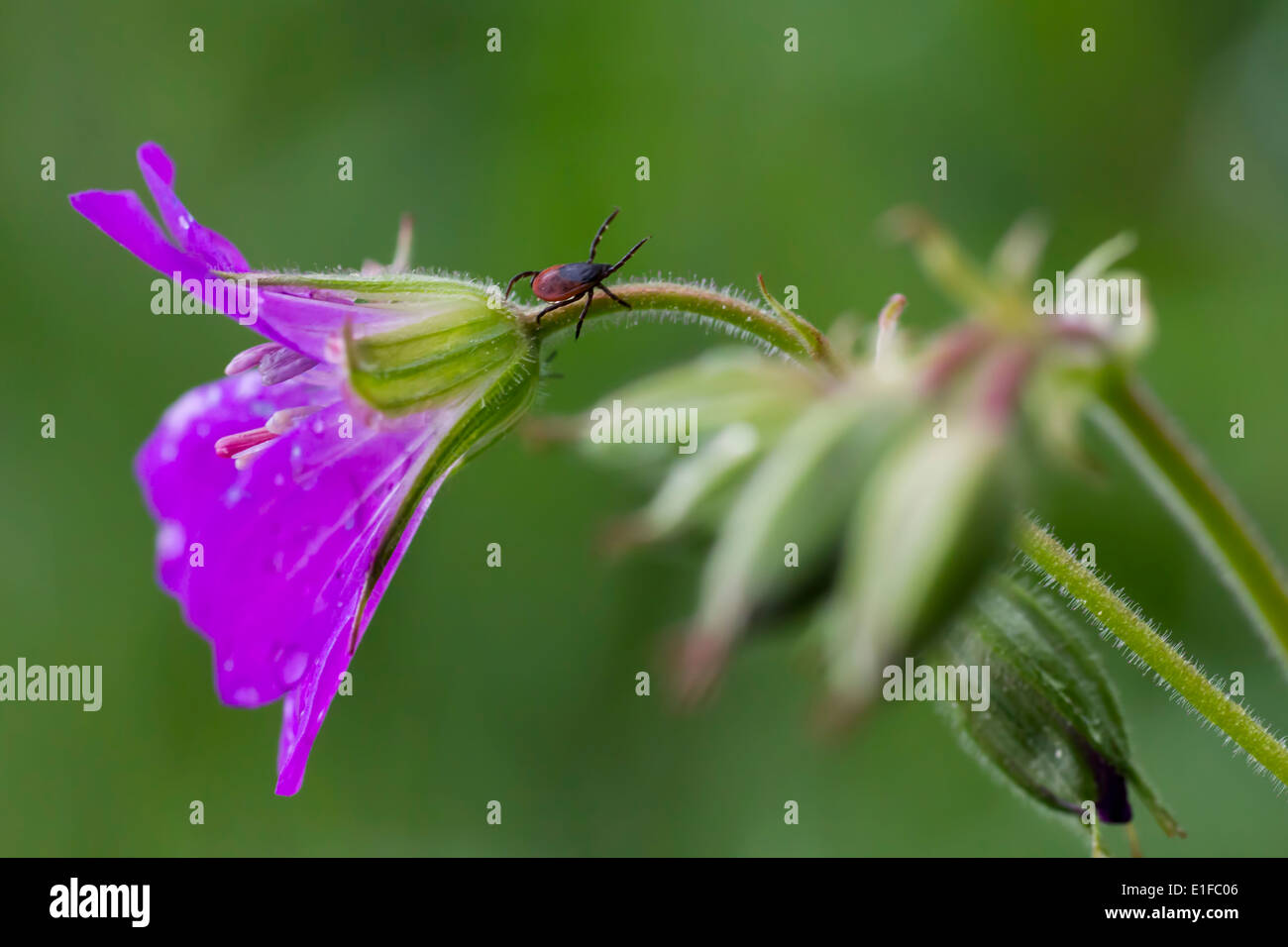 Le ricin tique (Ixodes ricinus) Banque D'Images