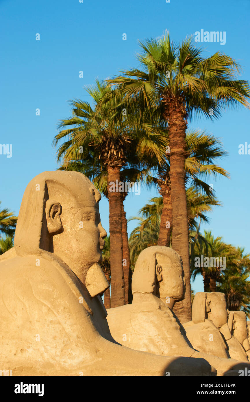 Égypte, vallée du Nil, Louxor, le temple de Louxor, Sphinx avenue Banque D'Images
