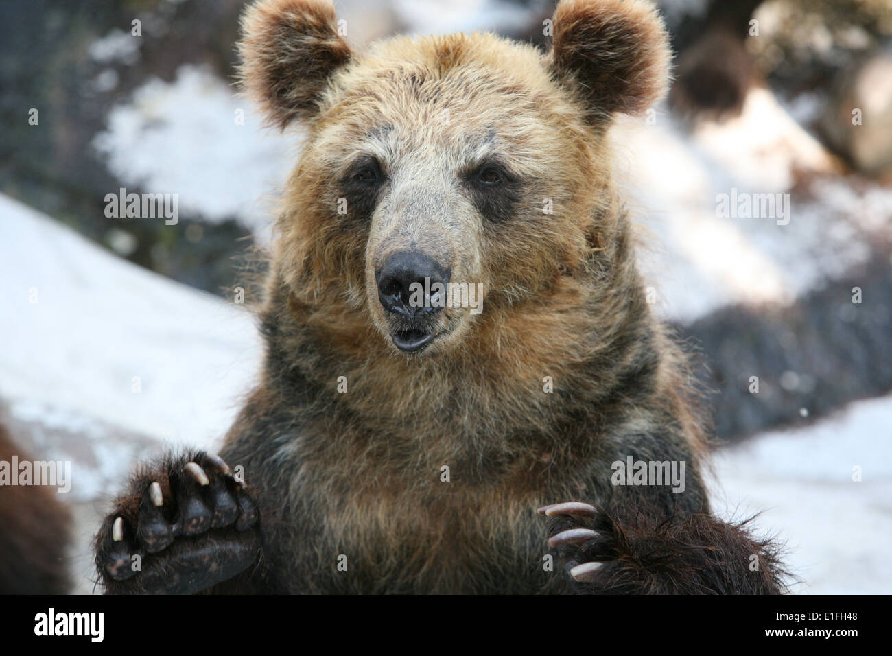 Hokkaido sauvages ours bruns Ursus arctos horribilis Higuma Banque D'Images
