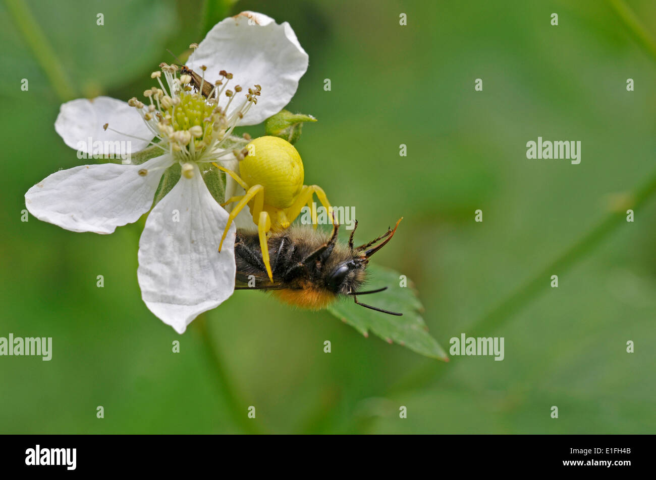 Araignée crabe (Misumena vatia). Une embuscade prédateur, portant à attendre sur une fleur de ronce, celui-ci a attrapé une abeille. Banque D'Images