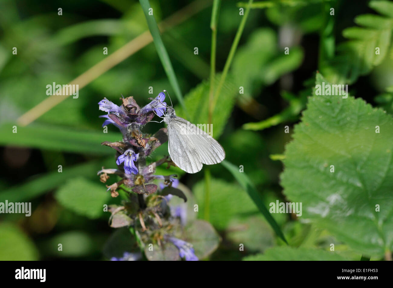 Papillon blanc en bois (Leptidea sinapsis). Largement répandue en Europe, mais un très espèces locales au Royaume-Uni. Banque D'Images