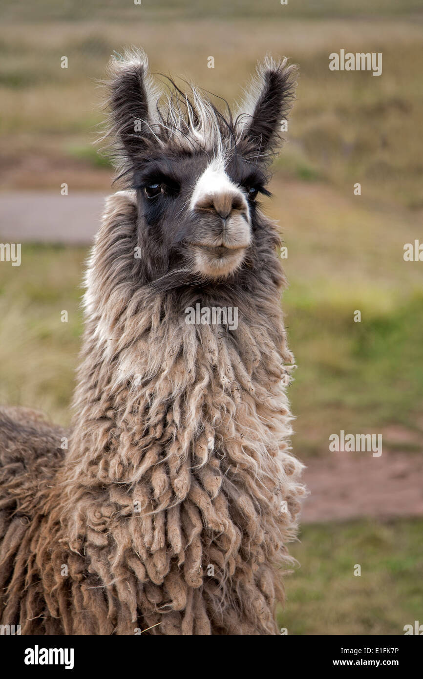 Le lama (Lama glama). La Bolivie Banque D'Images