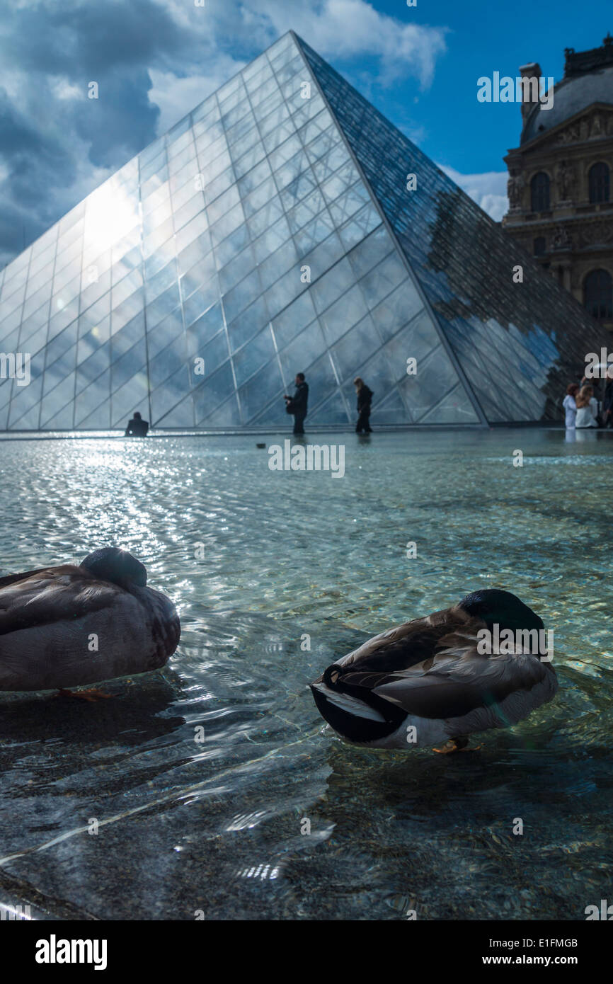 Paris, France. Canards dans la piscine près de la célèbre pyramide de verre du Louvre. Banque D'Images