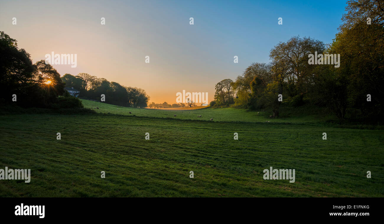 Campagne à l'aube dans le Devon. L'été. Ouest de l'Angleterre Angleterre UK Banque D'Images