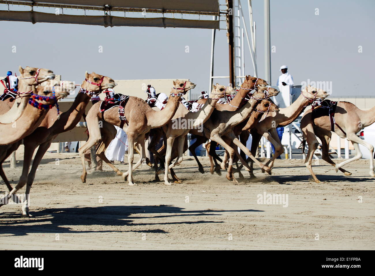 Les courses de chameaux à Al Shahaniya race track, 20km à l'extérieur de Doha, au Qatar, au Moyen-Orient Banque D'Images