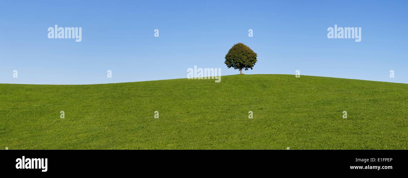 Seul arbre sur une colline, l'Allgau, souabe, Baden Wurtemberg, Allemagne, Europe Banque D'Images