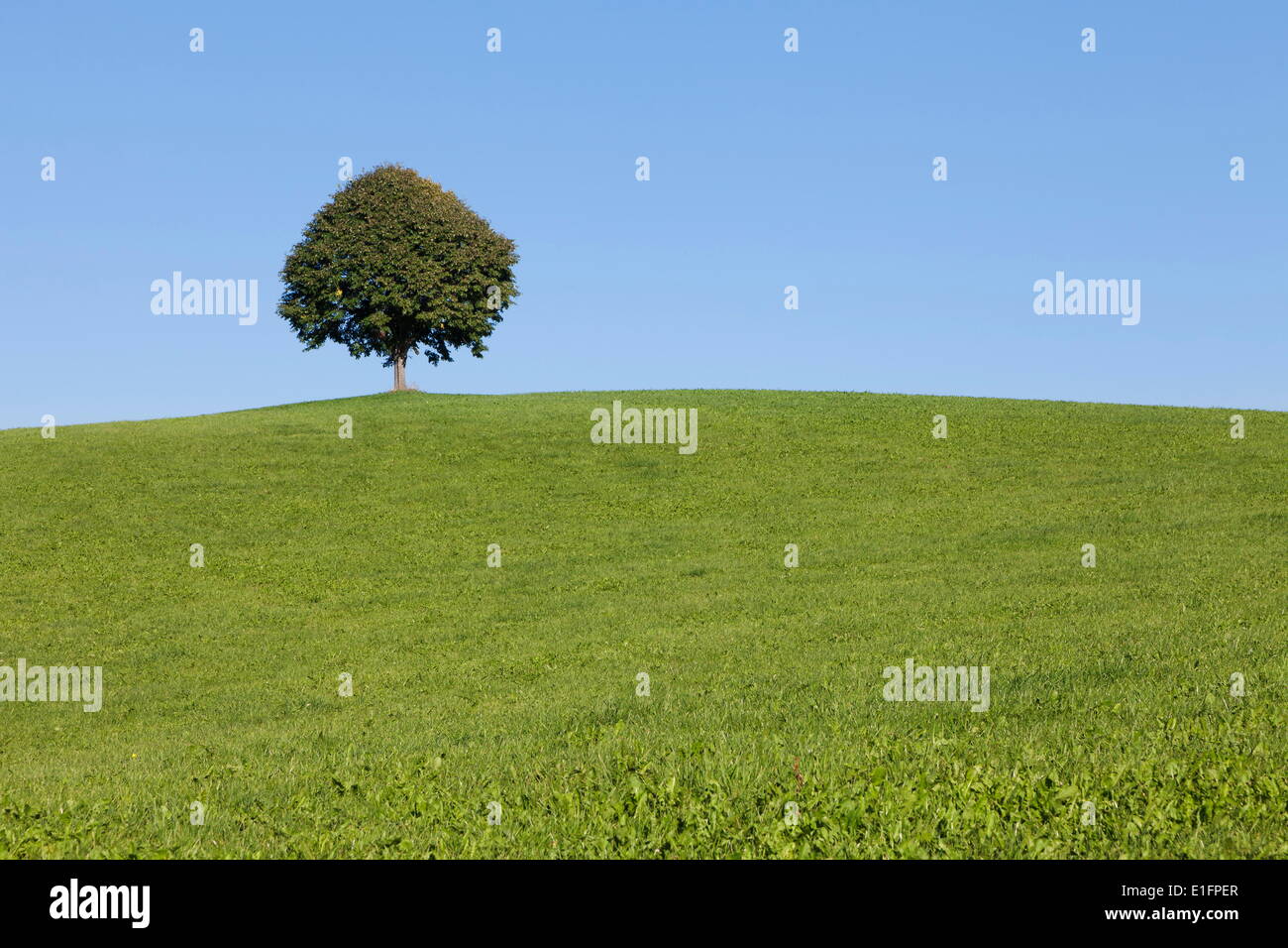 Seul arbre sur une colline, l'Allgau, souabe, Baden Wurtemberg, Allemagne, Europe Banque D'Images