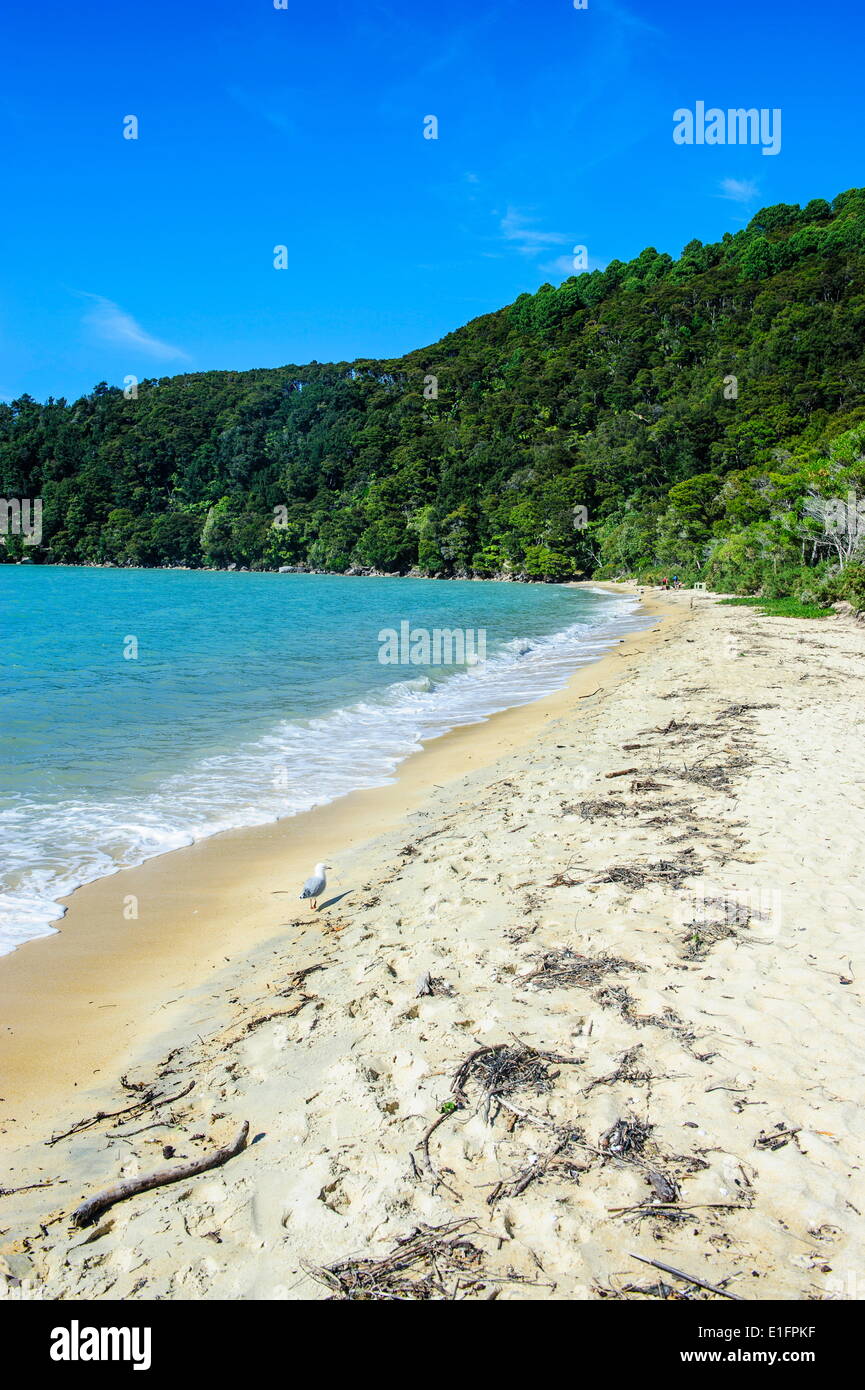 Longue plage de sable, parc national Abel Tasman, île du Sud, Nouvelle-Zélande, Pacifique Banque D'Images