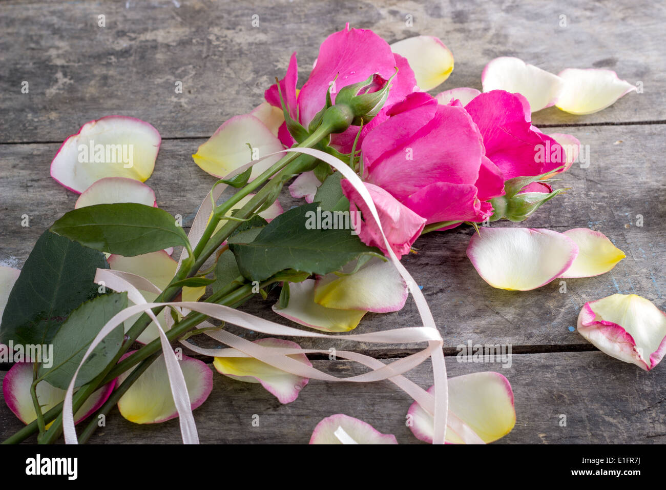 Rose et pétales de rose allongée sur une table en bois, Close up Banque D'Images