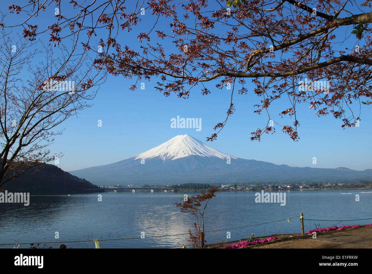 Mt.Fuji avec Sakura au lac Kawaguchi, Yamanashi, Japon Banque D'Images