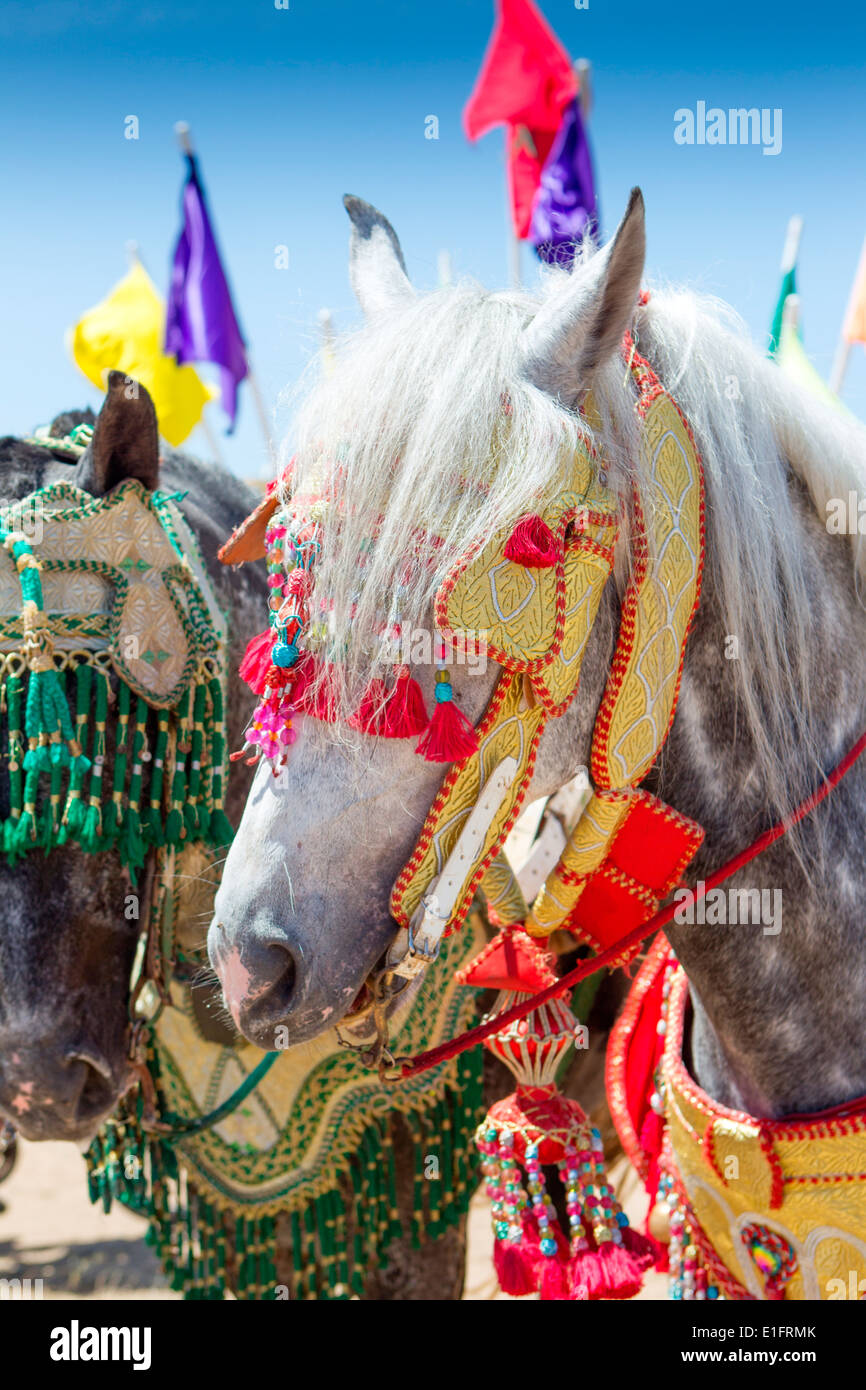 Détail de l'arabe à la décoration traditionnelle de chevaux Barb fantasia près de Rabat au Maroc. Banque D'Images