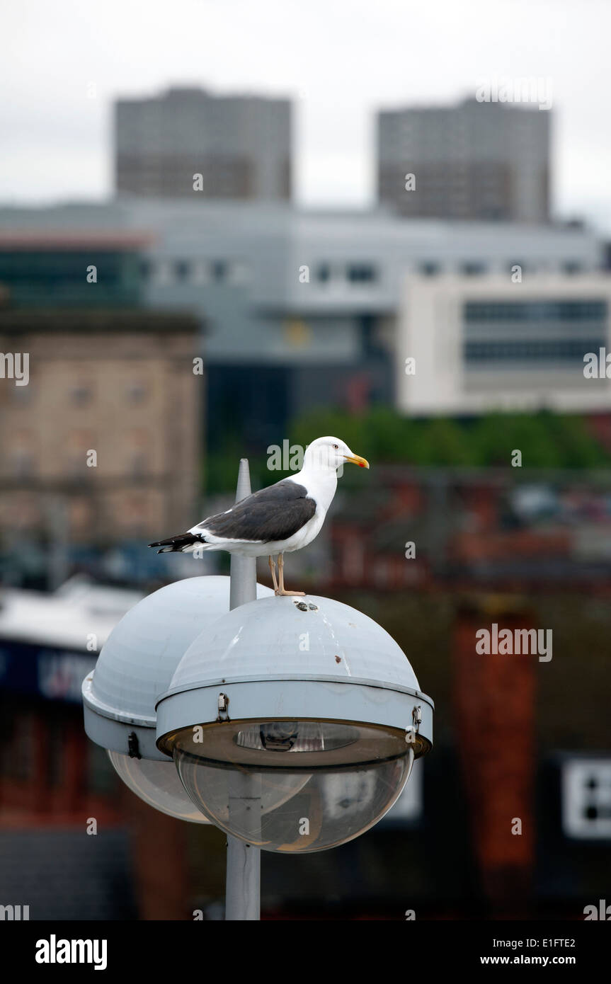 Moindre Goéland marin (Larus fuscus), le centre-ville de Birmingham, UK Banque D'Images