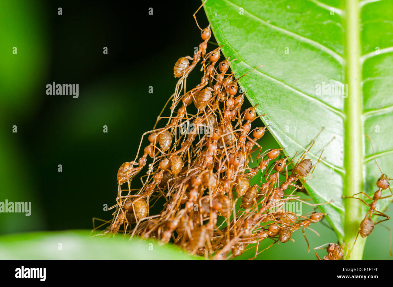 Les fourmis rouges construire dans le travail d'équipe accueil concept d'alimentation Banque D'Images