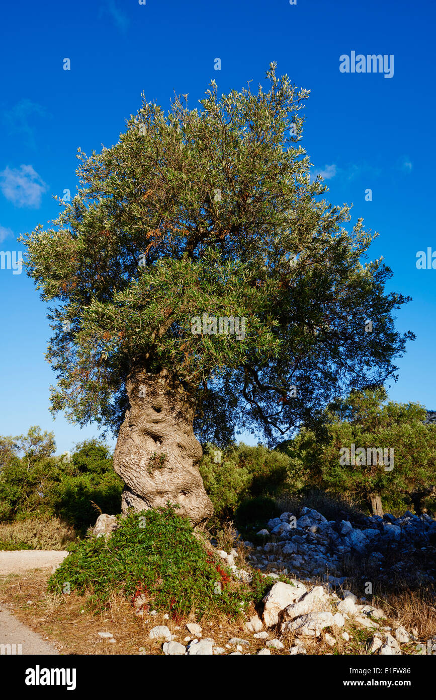 La Grèce, l'île Ionienne, l'île de Zante, olive tree Banque D'Images