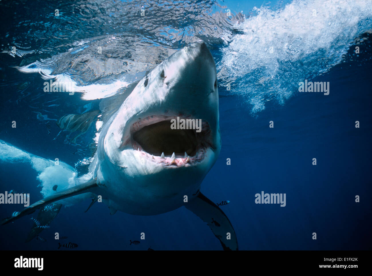 Grand requin blanc (Carcharodon carcharias), l'île de Guadalupe, Mexique - Océan Pacifique. Banque D'Images