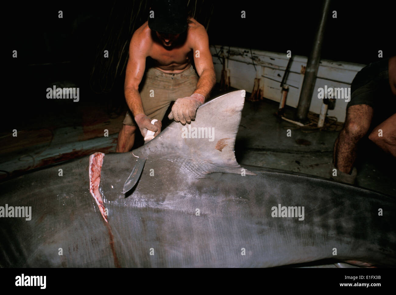 Pêcheur coupe l'aileron dorsal de 6 mètres de long (requin tigre Galeocerdo cuvier). Banque D'Images