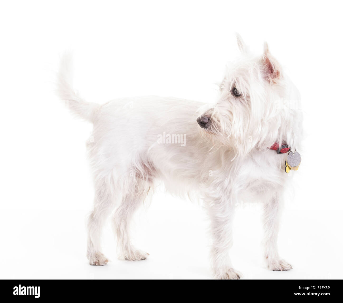 Un mignon West Highlands White Terrier ou Westie Chiot Chien. Banque D'Images