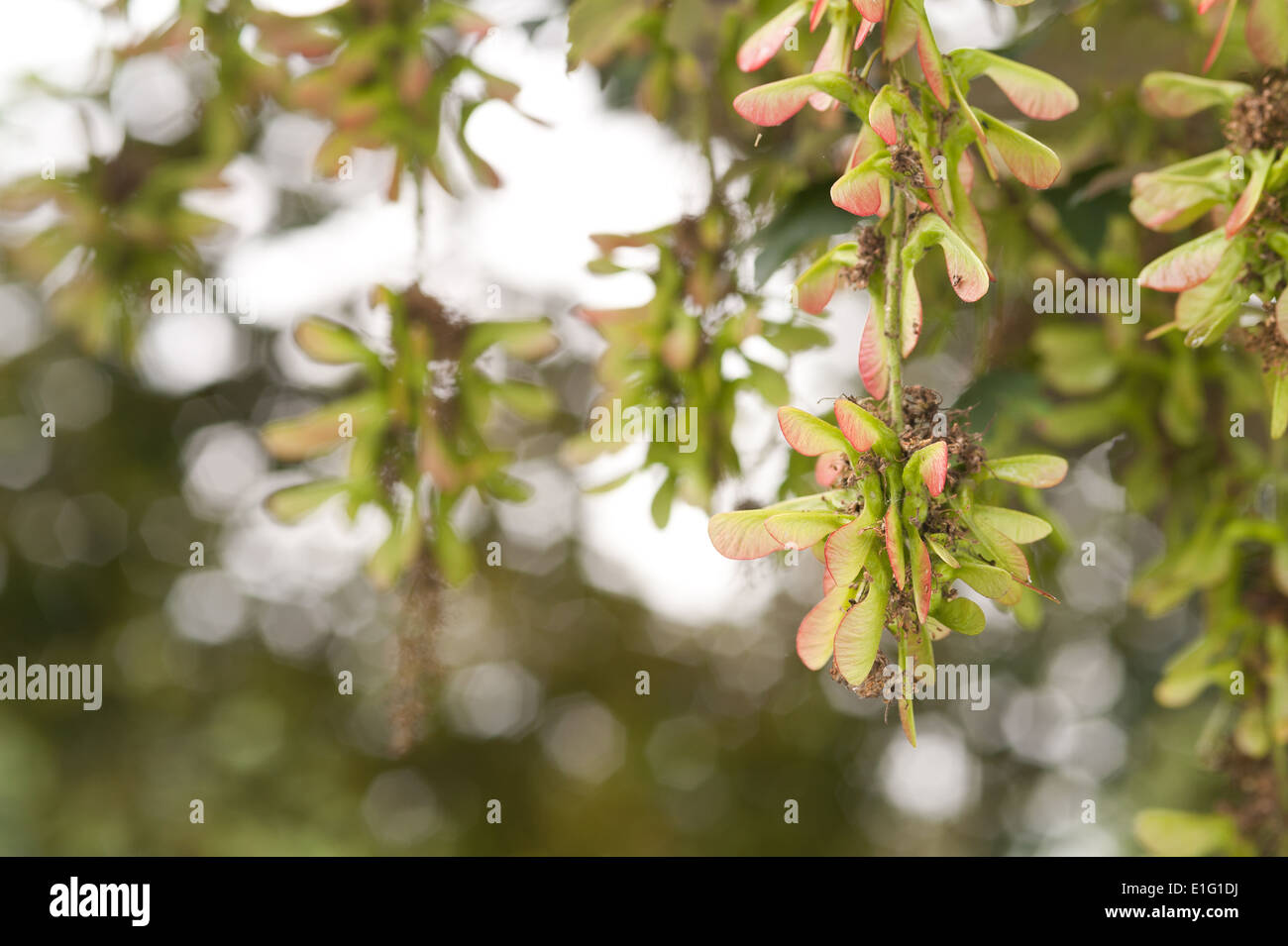 Nouveau sycamore tree fruits graines acer développe en touffes sur les branches de raisin comme prêt pour la dispersion par le vent à la fin de la saison Banque D'Images