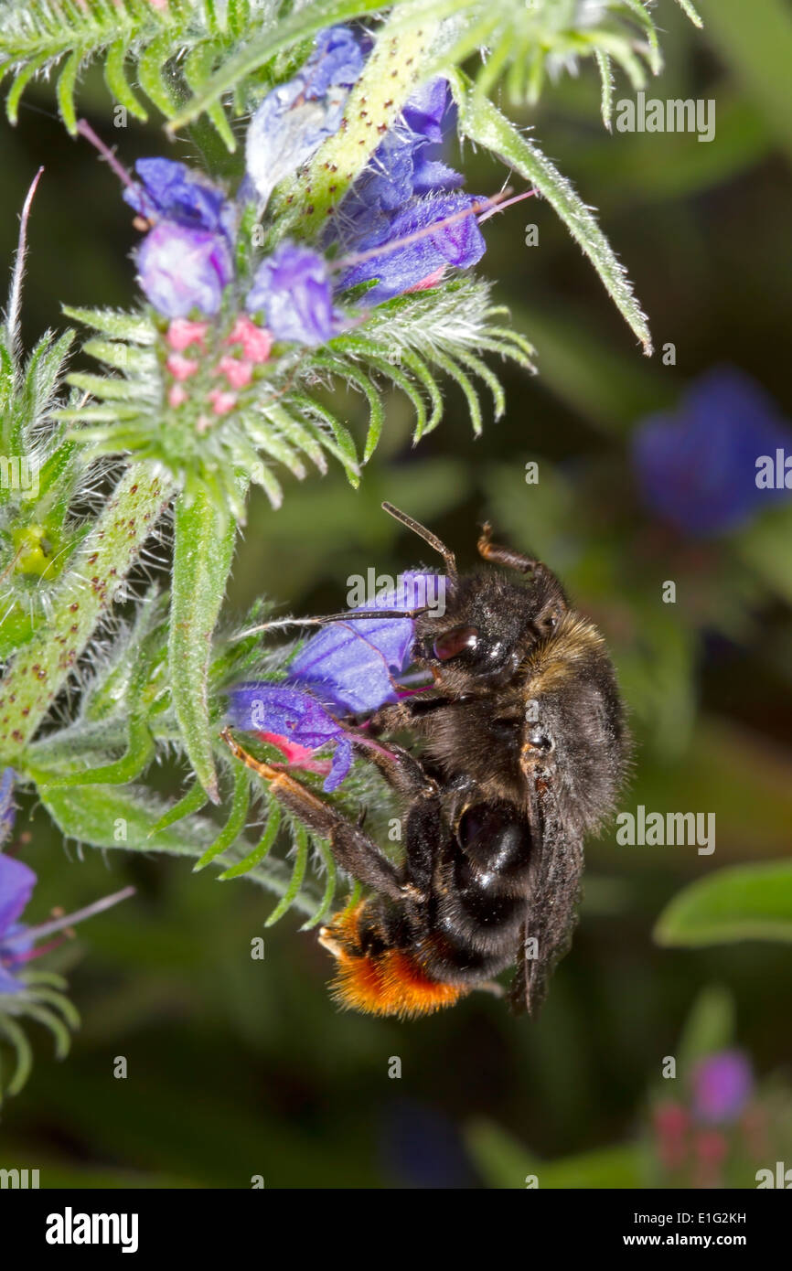 Hill ou Red-tailed Cuckoo Bourdon - Bombus rupestris - femmes, se nourrissant de la Vipère de Vipérine commune. Banque D'Images