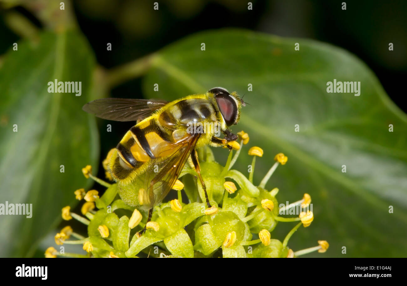 La tête de mort ou mort - Myathropa florea Hoverfly Tête - femelle Banque D'Images