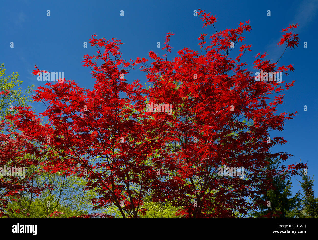 Feuilles rouge vif de cutleaf Japanese Maple Tree au printemps Toronto Banque D'Images