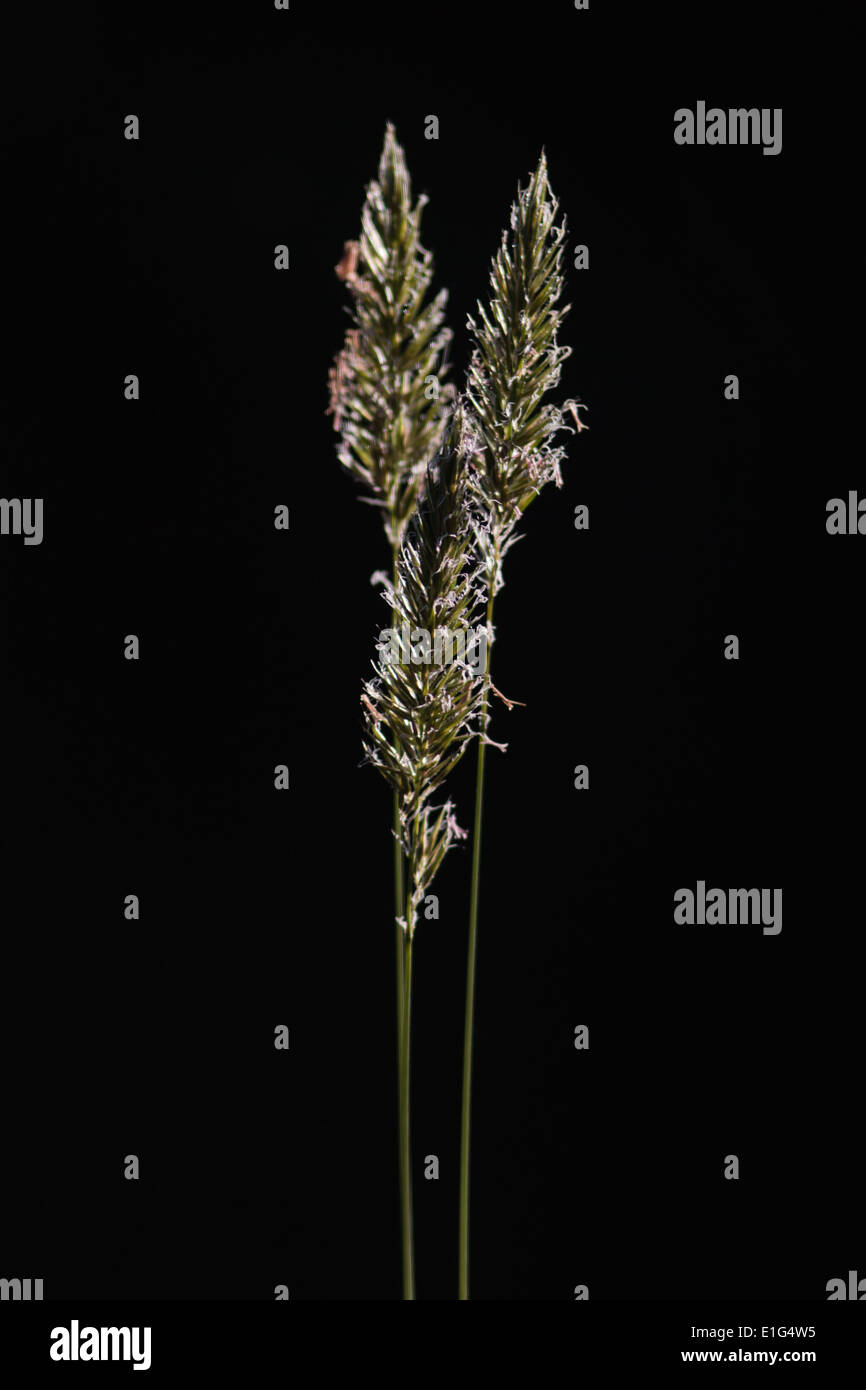 La tête de semences d'herbe dans la belle lumière du soleil naturelle avec un fond noir Banque D'Images