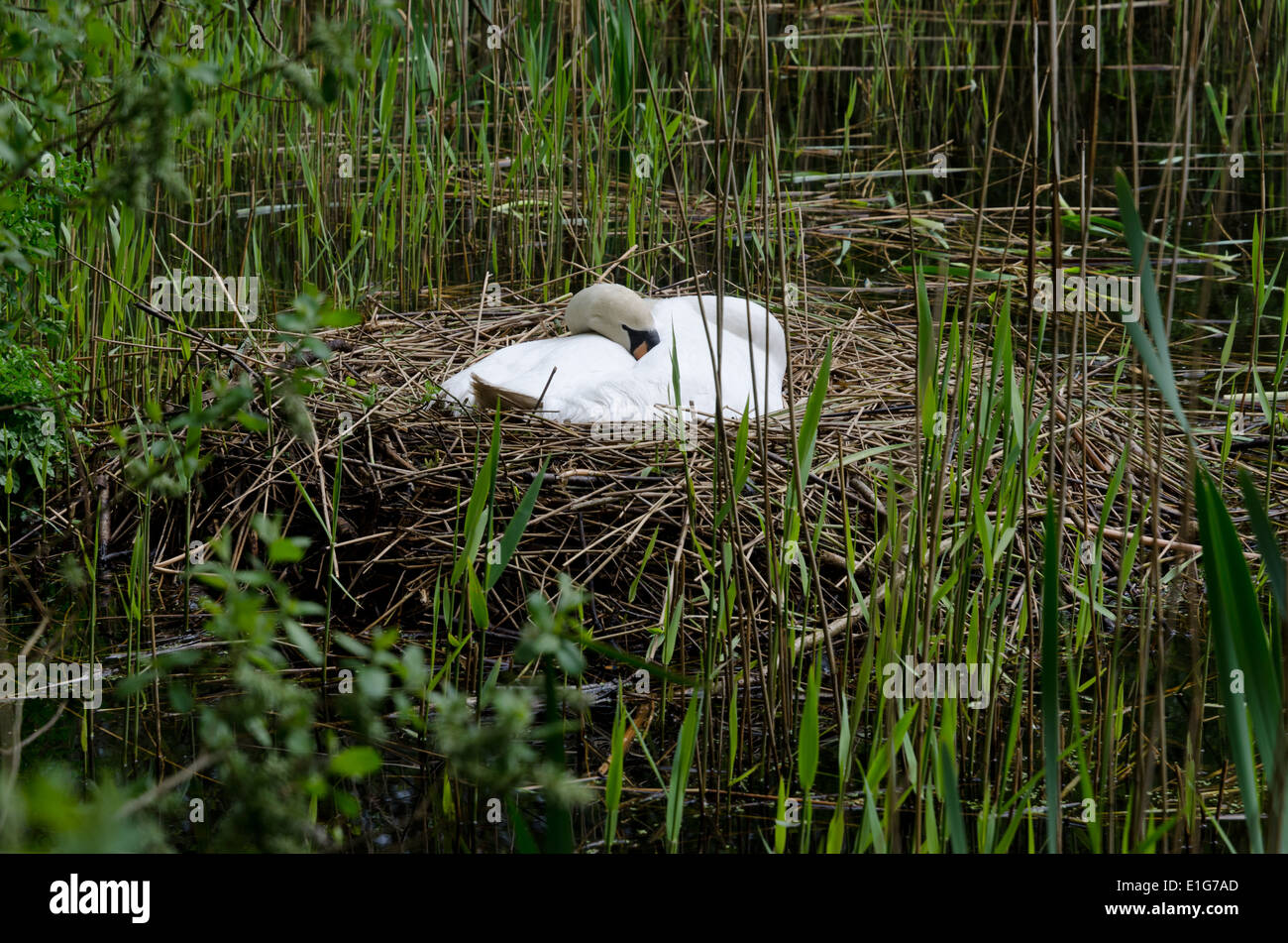 Un bouton mute swan (Cygnus olor) assis sur un nid de roseaux sur un étang Banque D'Images