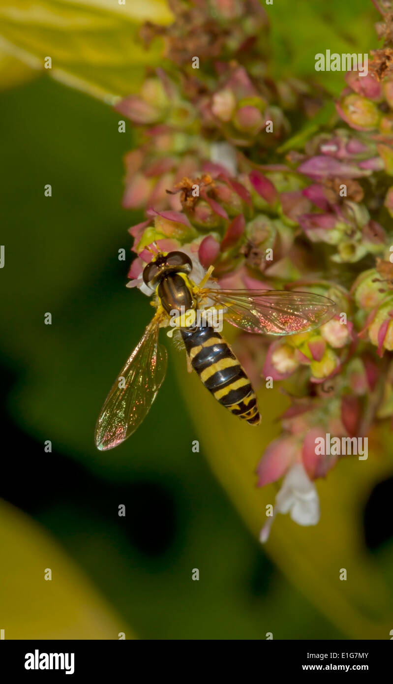 - Sphaerophoria scripta Hoverfly Long - Femme Banque D'Images