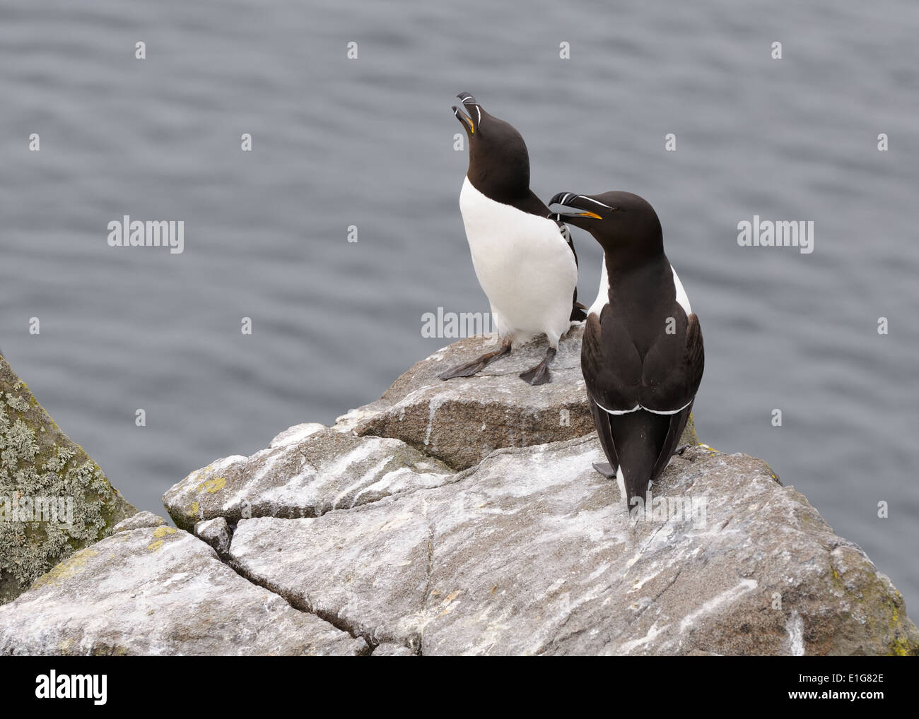 Une paire de Razorbill (Alca torda) perchée sur le rocher exposé sur l'île de mai en Ecosse Banque D'Images