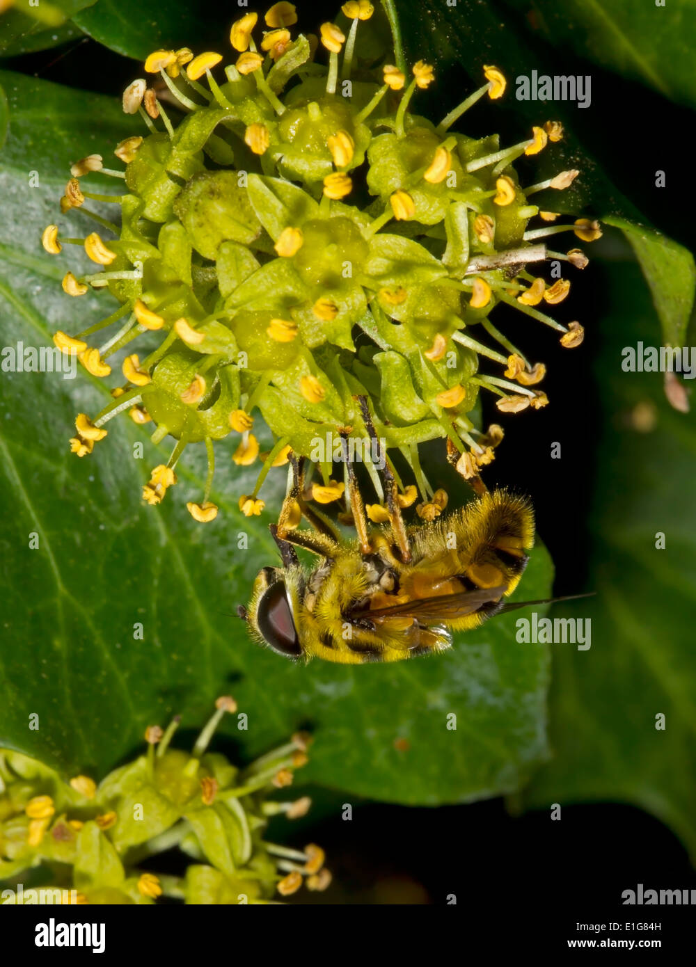 La tête de mort ou mort - Myathropa florea Hoverfly Tête - femelle Banque D'Images
