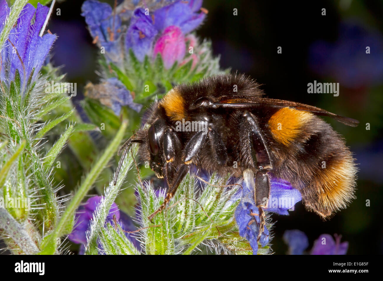 Buff-tailed Bumblebee - Bombus terrestris - queen. Banque D'Images