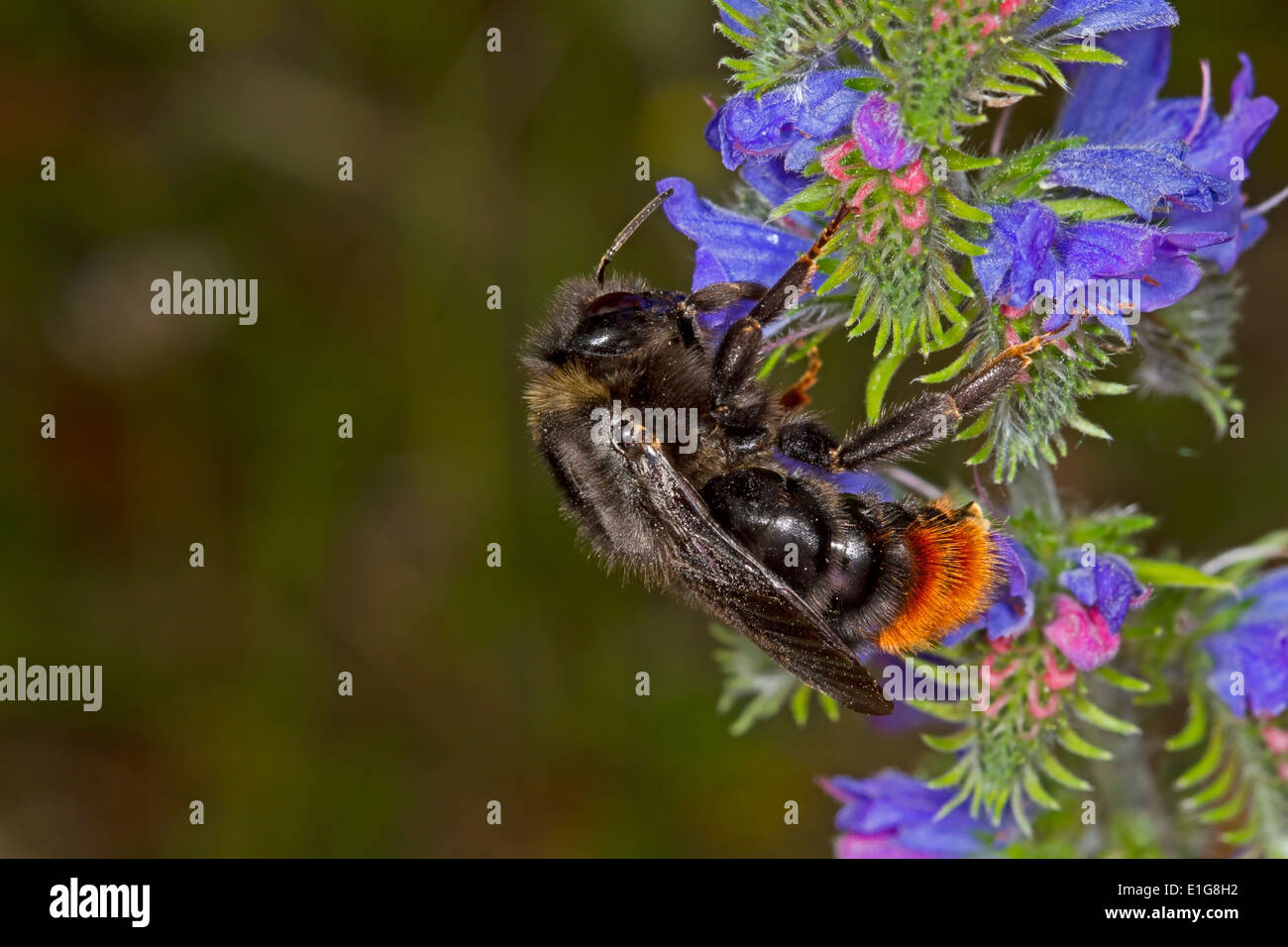 Hill ou Red-tailed Cuckoo Bourdon - Bombus rupestris - femmes, se nourrissant de la Vipère de Vipérine commune. Banque D'Images