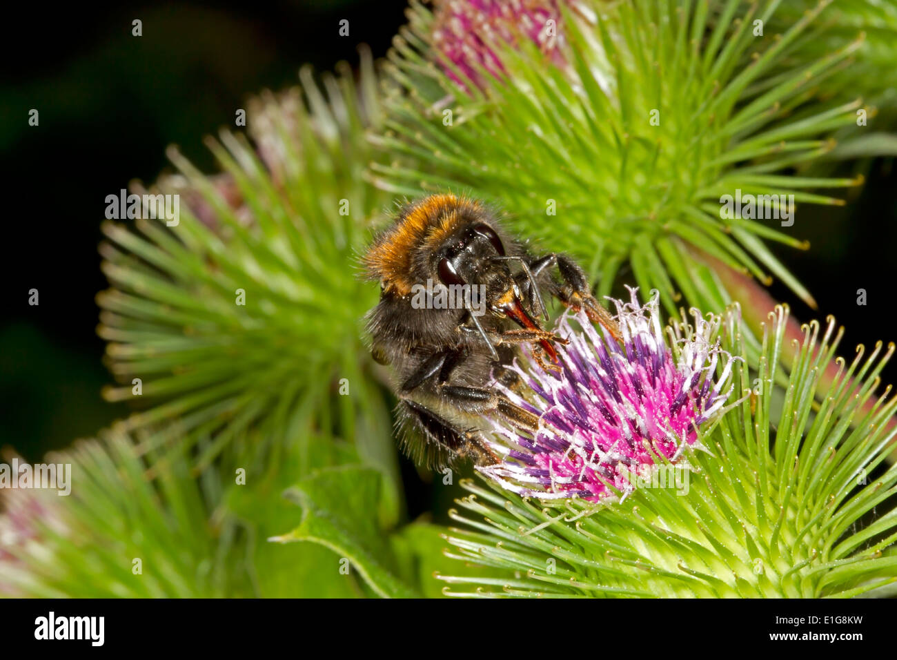 Bourdon Bombus hypnorum - arbres - queen se nourrissant de la bardane. Banque D'Images