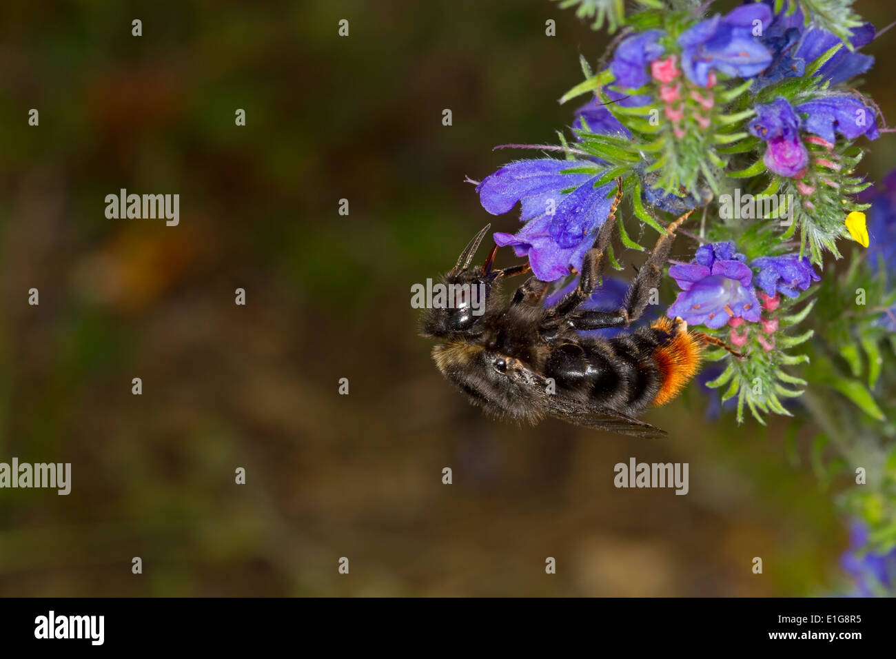 Hill ou Red-tailed Cuckoo Bourdon - Bombus rupestris - femmes, se nourrissant de la Vipère de Vipérine commune. Banque D'Images