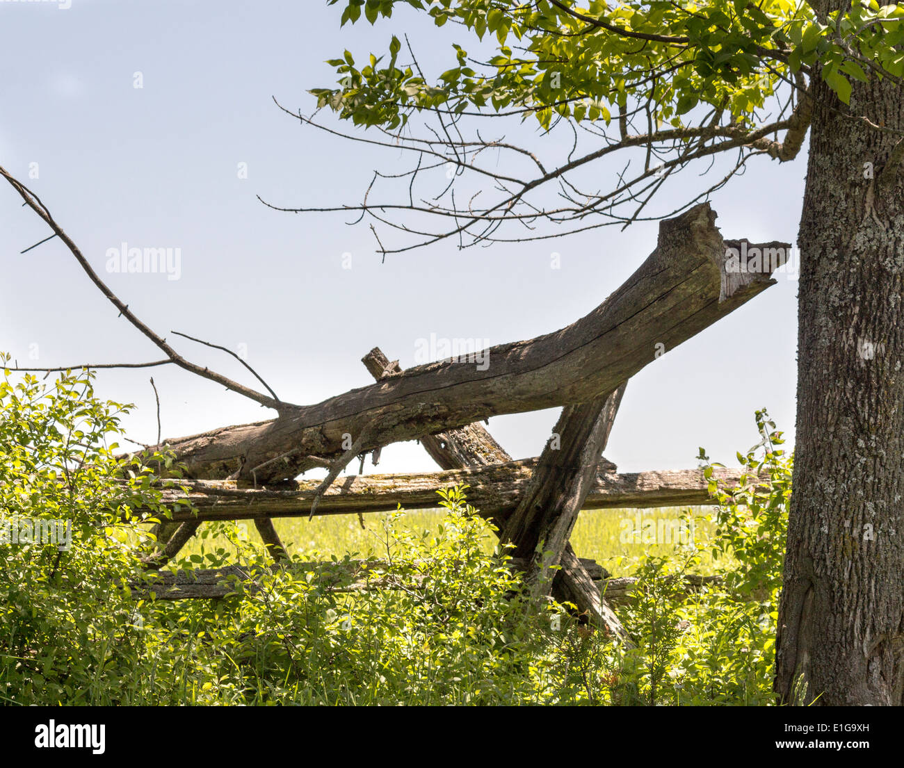 Direction générale de l'arbre tombé à travers split cedar rail fence on farm Banque D'Images