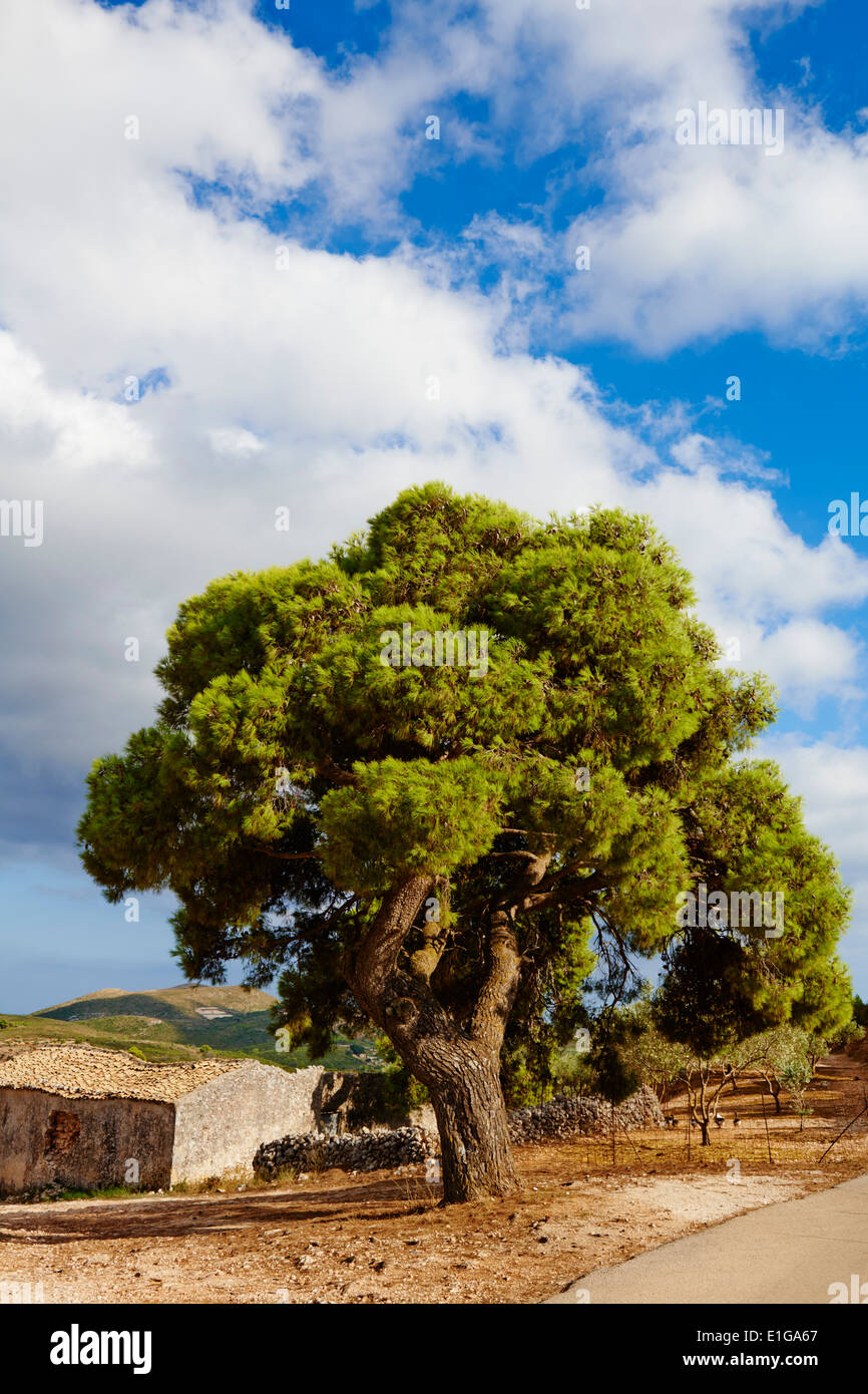 La Grèce, l'île Ionienne, l'île de Zante, olive tree Banque D'Images