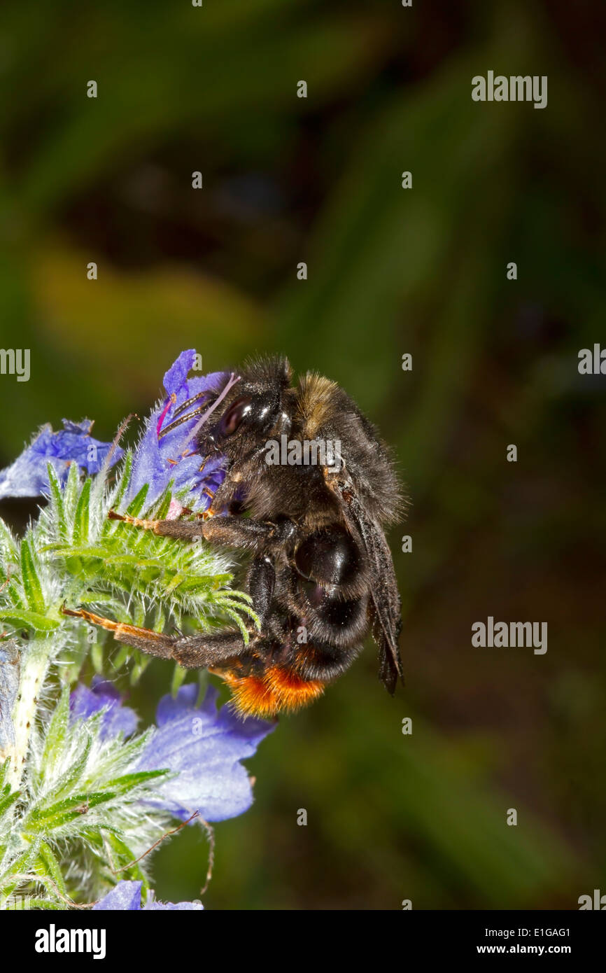 Hill ou Red-tailed Cuckoo Bourdon - Bombus rupestris - femmes, se nourrissant de la Vipère de Vipérine commune. Banque D'Images