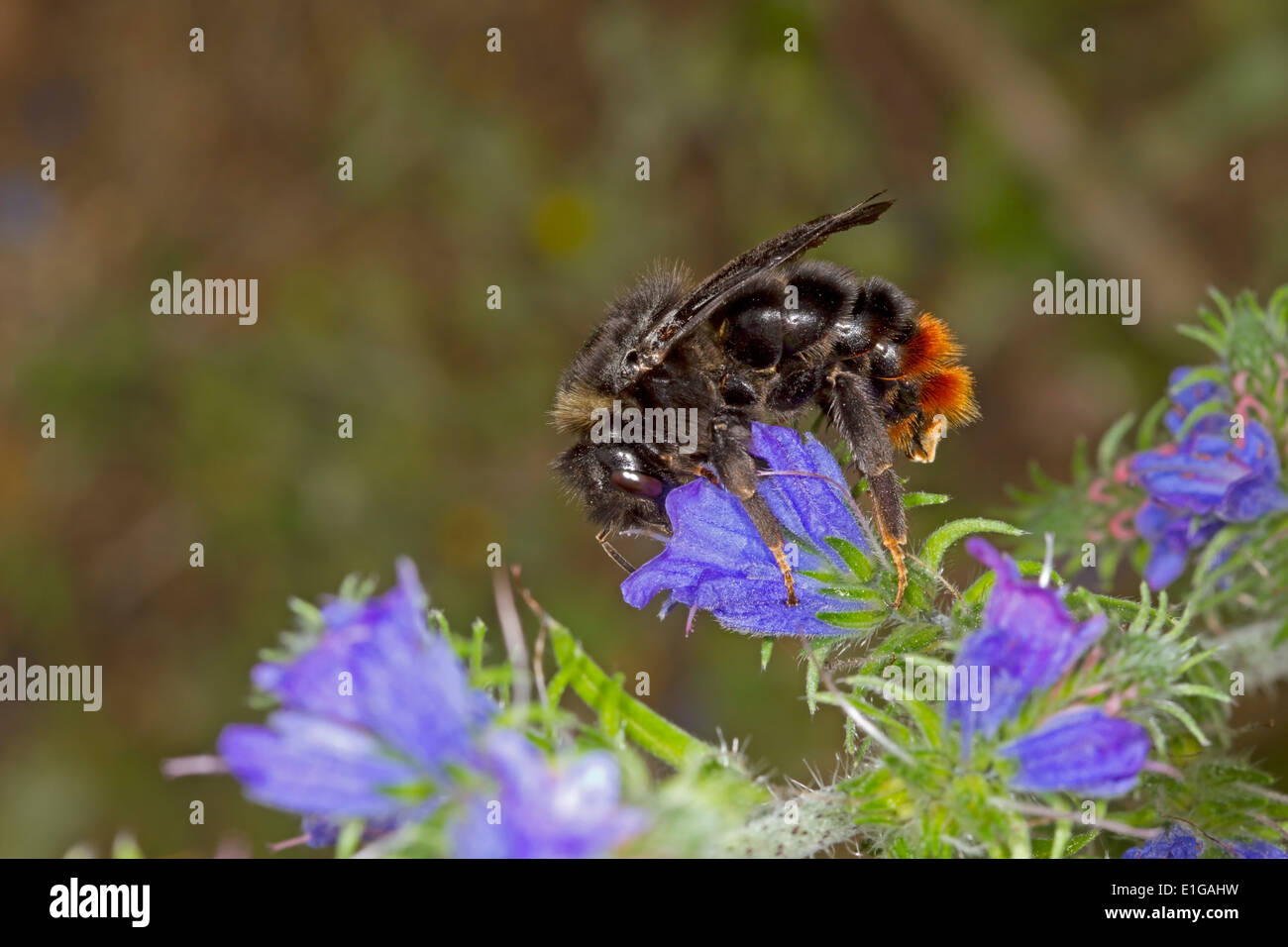 Hill ou Red-tailed Cuckoo Bourdon - Bombus rupestris - femmes, se nourrissant de la Vipère de Vipérine commune. Banque D'Images