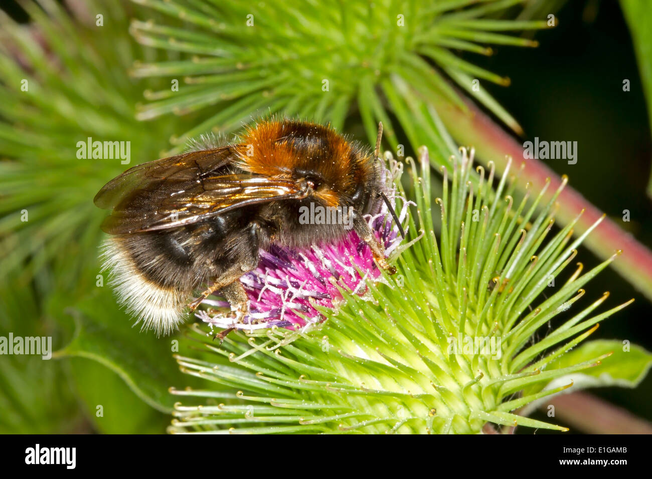 Bourdon Bombus hypnorum - arbres - queen se nourrissant de la bardane. Banque D'Images