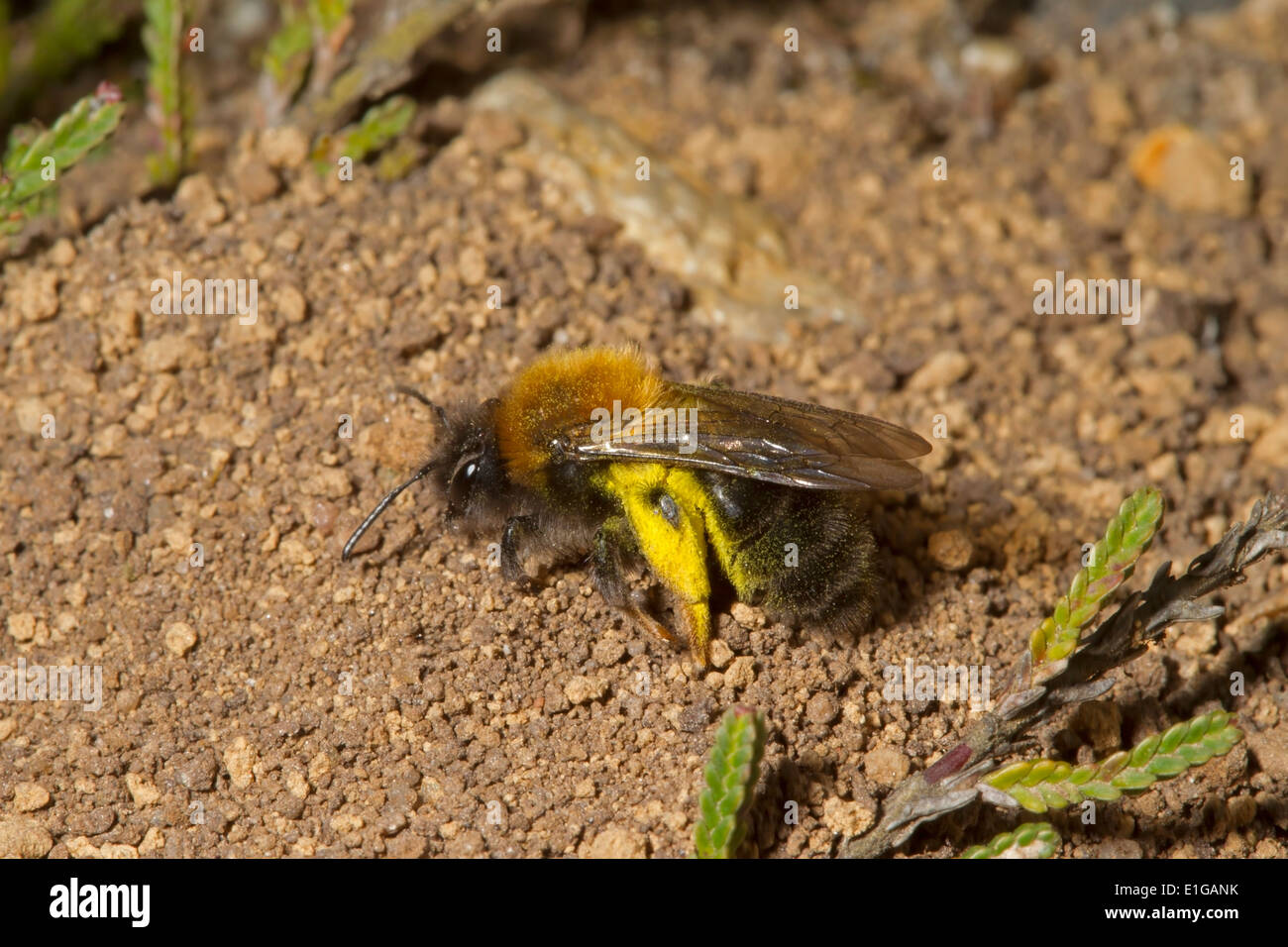 Clarke's Mining-bee - Andrena clarkella. La recherche de place pour déposer son pollen cireux sur laquelle pond un œuf. Banque D'Images
