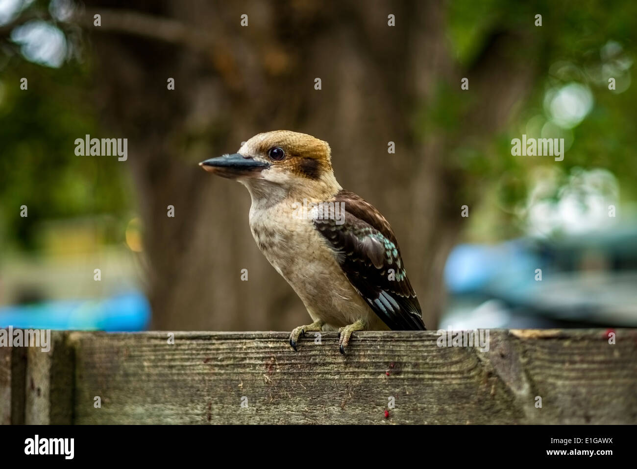 Kookaburra oiseau Banque D'Images