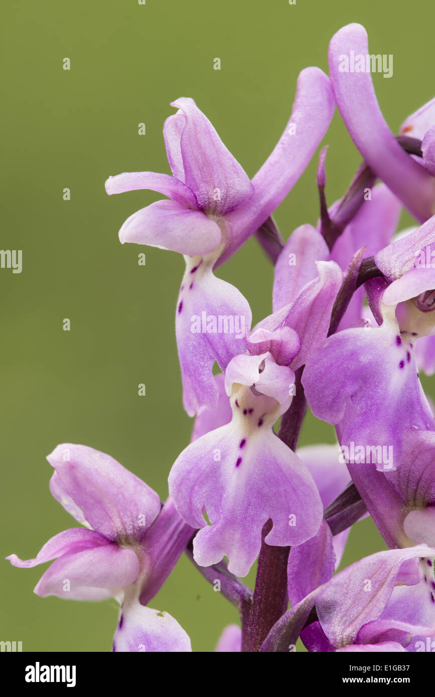 Orchis mascula early-orchidée pourpre en fleur Banque D'Images