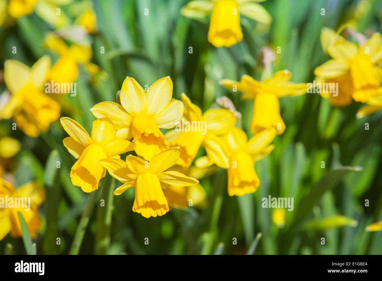 Photo gros plan de fleurs de narcisses jaunes au soleil Banque D'Images