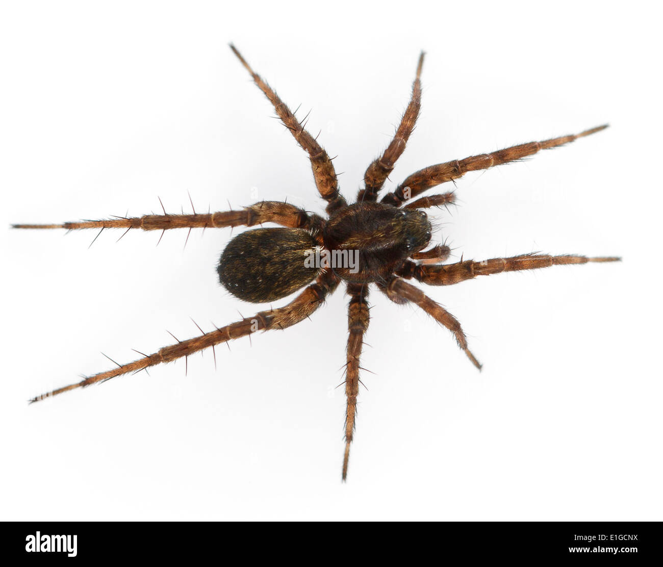 Pardosa pullata est une araignée-loup très commun surtout sur les prairies tussocky souvent abondants dans les domaines de l'amortisseur. Banque D'Images