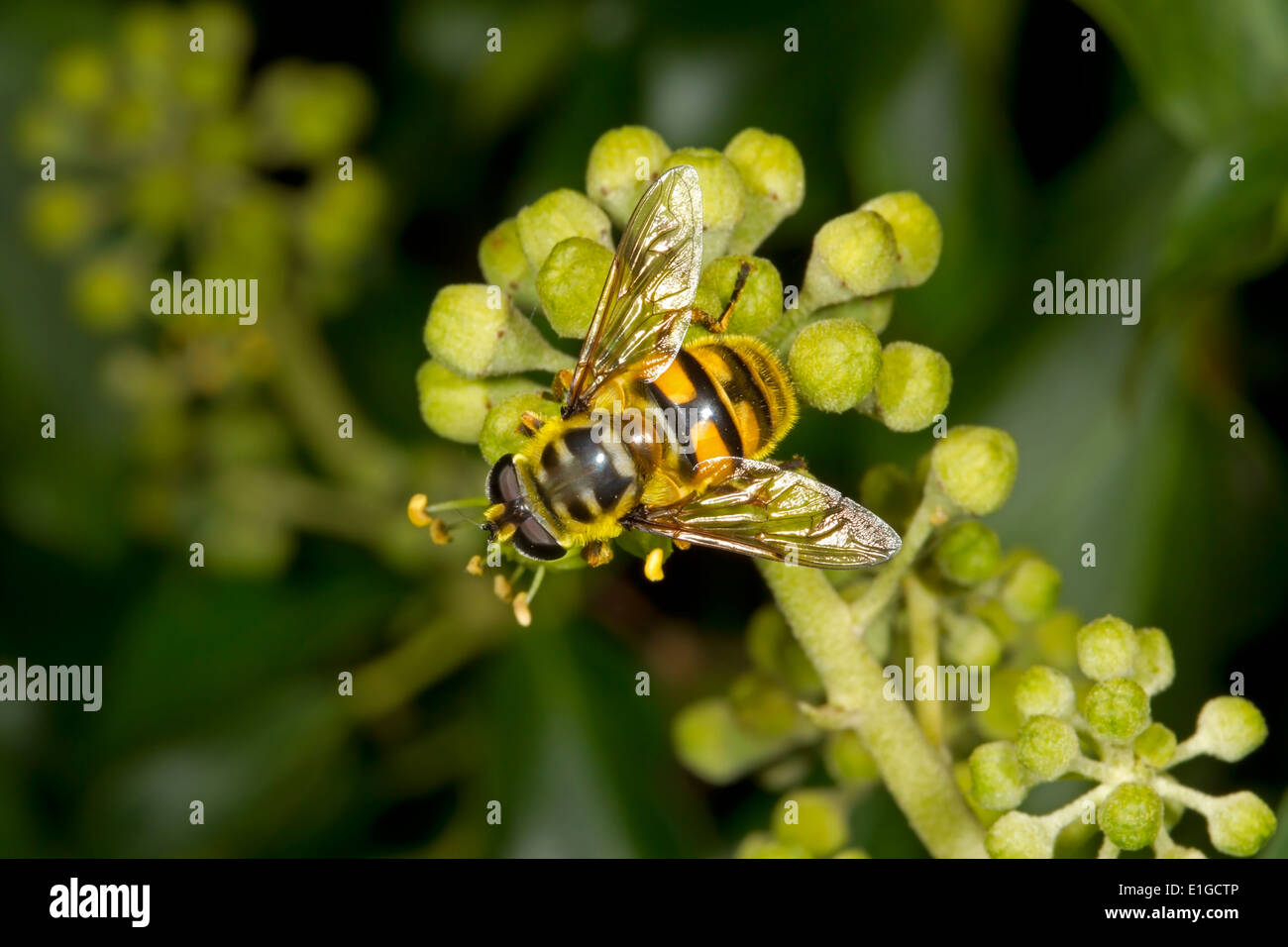 La tête de mort ou mort - Myathropa florea Hoverfly Tête - femelle Banque D'Images
