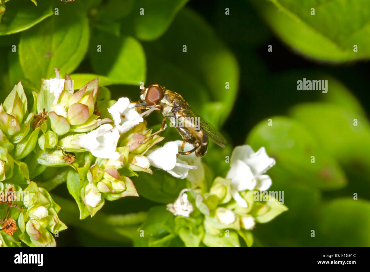 À pattes épaisses Hoverfly - Syritta pipiens - mâle Banque D'Images