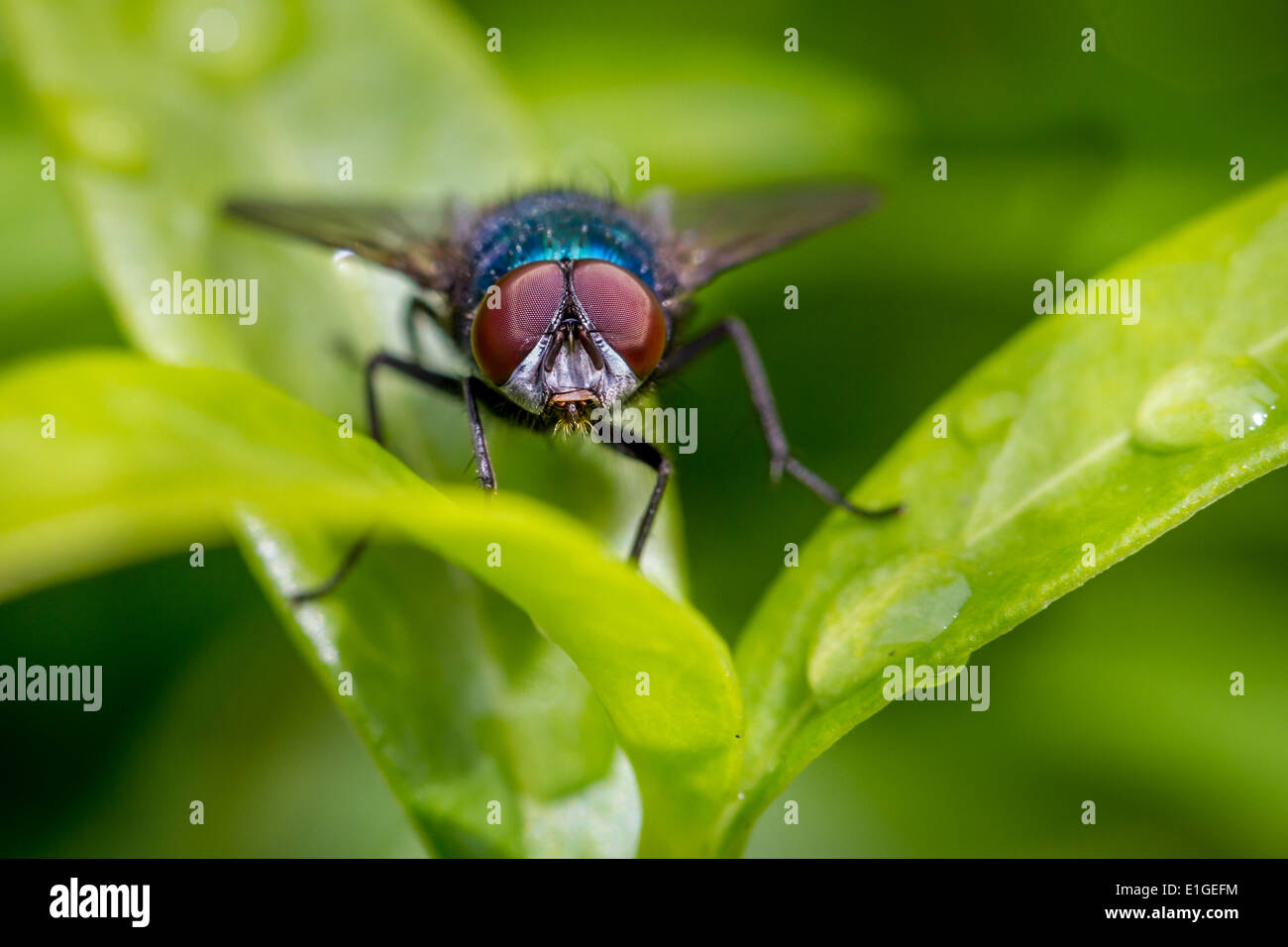 Faune - Calliphora vomitoria mouche bleue sur feuille, UK Banque D'Images