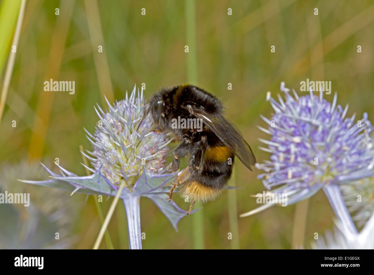 Buff-tailed Bumblebee - Bombus terrestris - queen, forme foncée. Banque D'Images