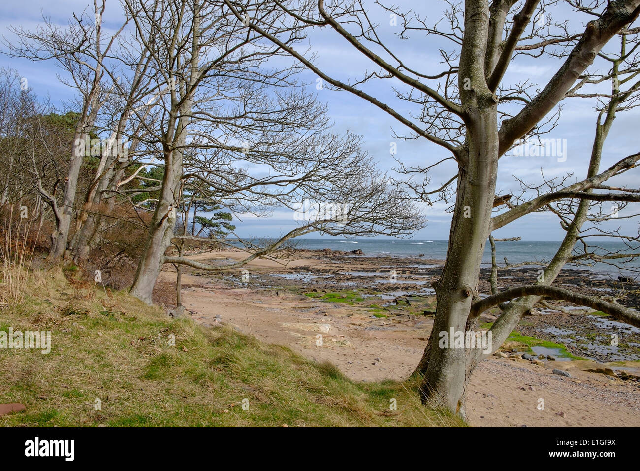 La plage bordée d'arbres à Tyninghame, Belhaven Bay à John Muir Country Park, Dunbar, East Lothian, en Ecosse. Banque D'Images